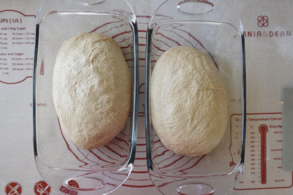 two bread pans with dough shaped into loaves