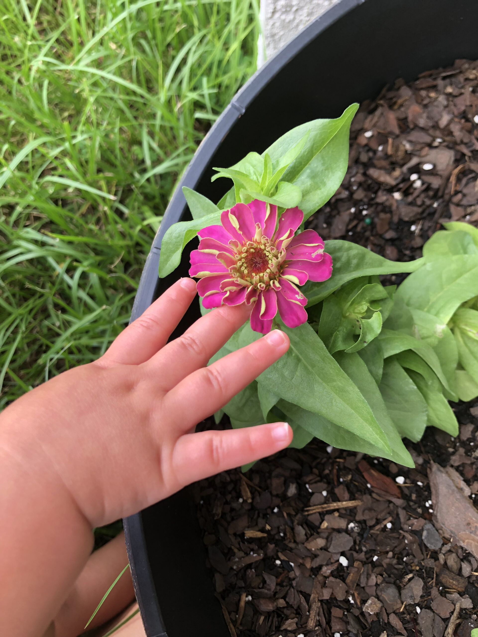 a baby's hand touching a pink flower