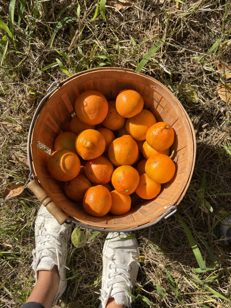a basket of oranges in the grass